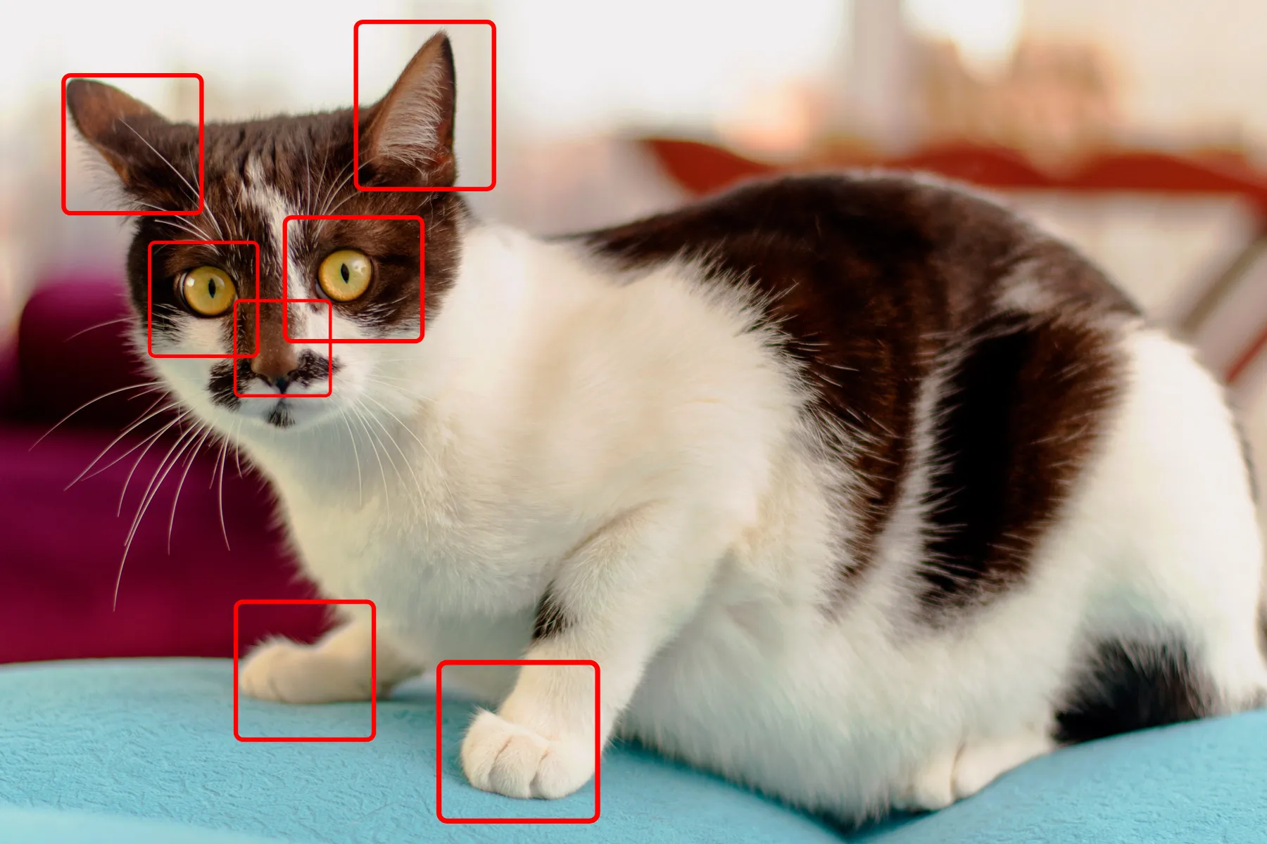 Comparison: dense layer’s global connections vs CNN’s local receptive fields